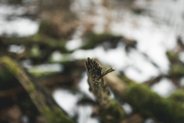 The Moss on the Trunk V