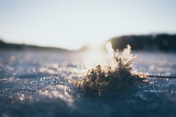 A Piece of a Plant on Ice I