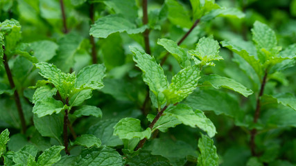 Peppermint leaf green plants