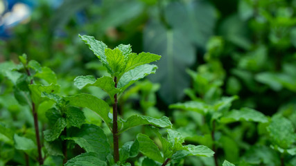 Peppermint leaf green plants