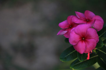 Fototapeta premium pink hibiscus flower