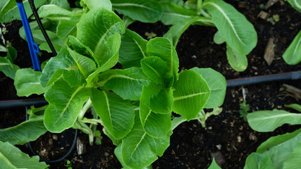 Vegetables Cos in the garden