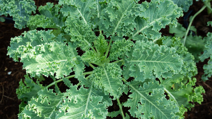 Curl leaf kale  in the garden