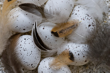 Delicate Brown And White Birds Eggs