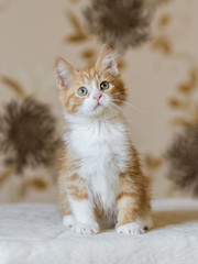 adorable playful red orange fluffy kitten at home