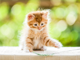 adorable playful red orange fluffy kitten on sunny day