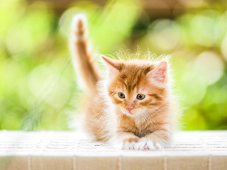 adorable playful red orange fluffy kitten on sunny day