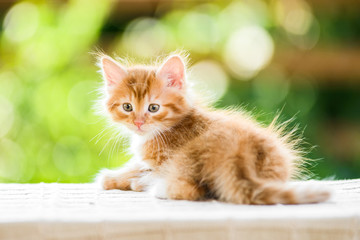 adorable playful red orange fluffy kitten on sunny day © olgagorovenko