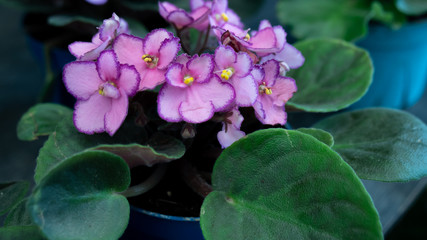 Fototapeta premium Beauty violet flora in garden