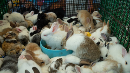 Cute rabbit in a cage
