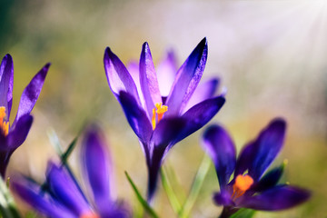 Crocus (plural: crocuses or croci) is a genus of flowering plants in the iris family. Flowers close-up on a blurred natural background. The first spring flower in the garden