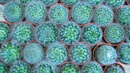 Beauty cactus in the pot