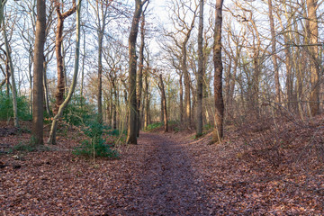 Sunny day in Dutch park during winter