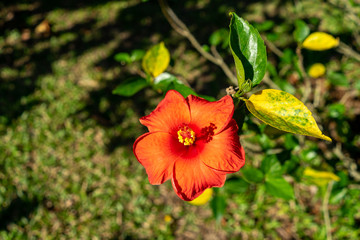 Red Hibiscus flowers on a green background