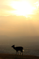Daim dans le soleil couchant (Nara - Japon)