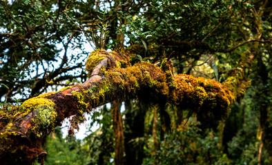 moss grows over a tree branch