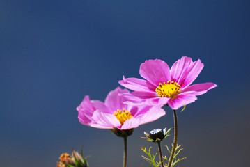 Flowers scene of fresh bloom of purple pink Sulfur Cosmos with blue blurred background - nature floral backdrop 