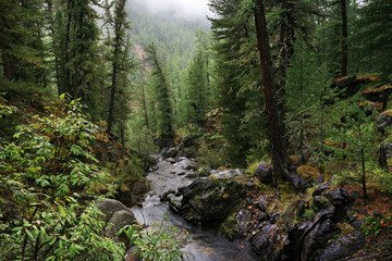 Fototapeta na wymiar Siberian taiga, dense forest, conifers. A stream in the rocky shores. Natural light.