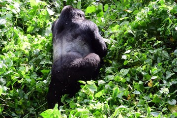 Fototapeta premium Mountain gorilla, Bwindi National Park, Uganda