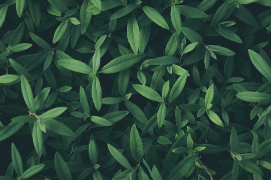 Background of fresh green leaves close-up