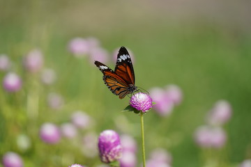 butterfly on flower