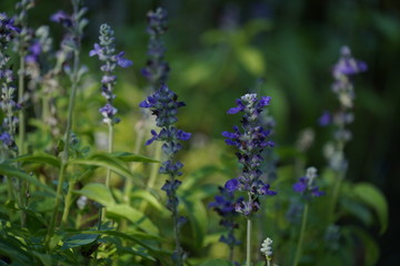 blue flowers in the garden