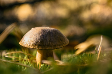 Boletus mushroom found during mushrooming, growing in moss in the forest, copy space