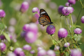 butterfly on flower