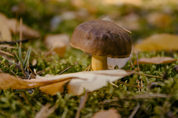 Boletus mushroom found during mushrooming, growing in moss in the forest, copy space in the left side
