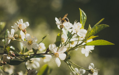 Blooming cherry in the garden close-up