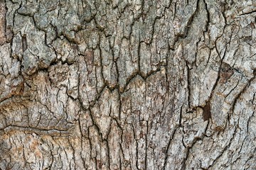 Abstract and spotty rough wood bark texture