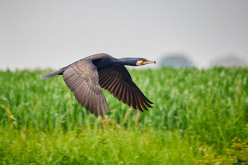 Great cormorant (Phalacrocorax carbo) in flight