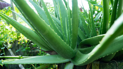 Obraz premium Aloe vera in the pot