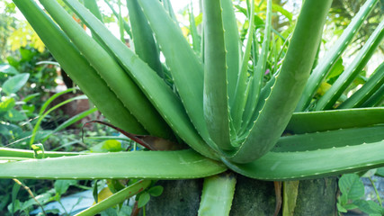 Obraz premium Aloe vera in the pot