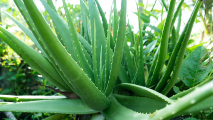 Aloe vera in the pot