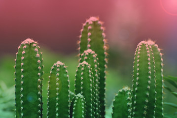 Closeup Cactus isolated blurred black Background or call Pilosocereus is a genus of cactus. Tree cactus is a common name for Pilosocereus species.Houseplant gardening backdrop and beautiful detail