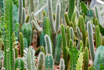 Fresh Candelabra Cactus plant at cactus farm or call Euphorbia lactea compacta , Green nature  Houseplant gardening backdrop and beautiful detail