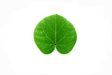 Green Leaf with hearth shape isolated white background - Tropical leaf and beautiful detail