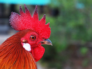 portrait of a rooster with red cockscomb.