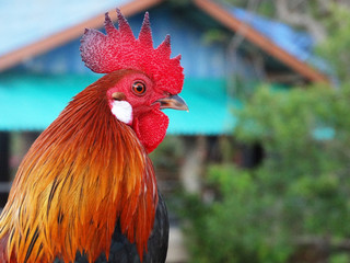 portrait of a rooster