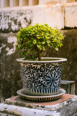 bonsai in historic site, bush in pot