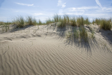Marram grass in the sunlight North Sea Coast in the Netherlands