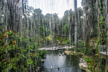 Naklejka premium Behind the Waterfall. Kuala Lumpur Bird Park. Malaysia