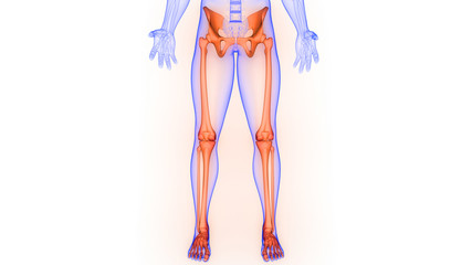 Lower Limbs Joints of Human Skeleton System Anatomy 3D Rendering