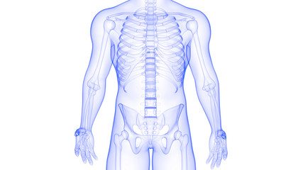 Joints of Human Skeleton System Anatomy 3D Rendering