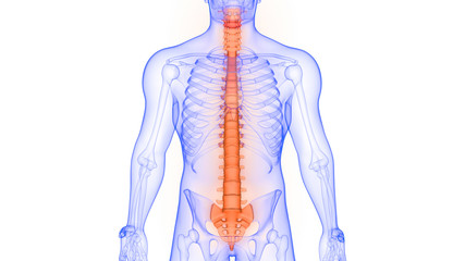 Vertebral Column of Human Skeleton Anatomy X-ray 3D rendering