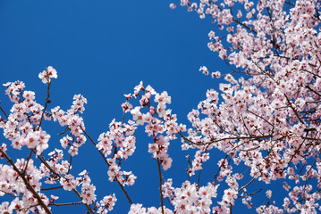Fresh White Pink Cherry blossom branch with clear blue sky textures with copy space - Floral backdrop and beautiful detail
