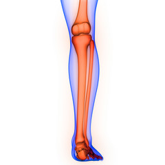 Leg Bone Joints of Human Skeleton System Anatomy 3d rendering