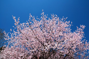Fresh White Pink Cherry blossom branch with clear blue sky textures with copy space - Floral backdrop and beautiful detail