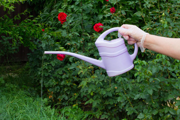 watering flowers in the garden